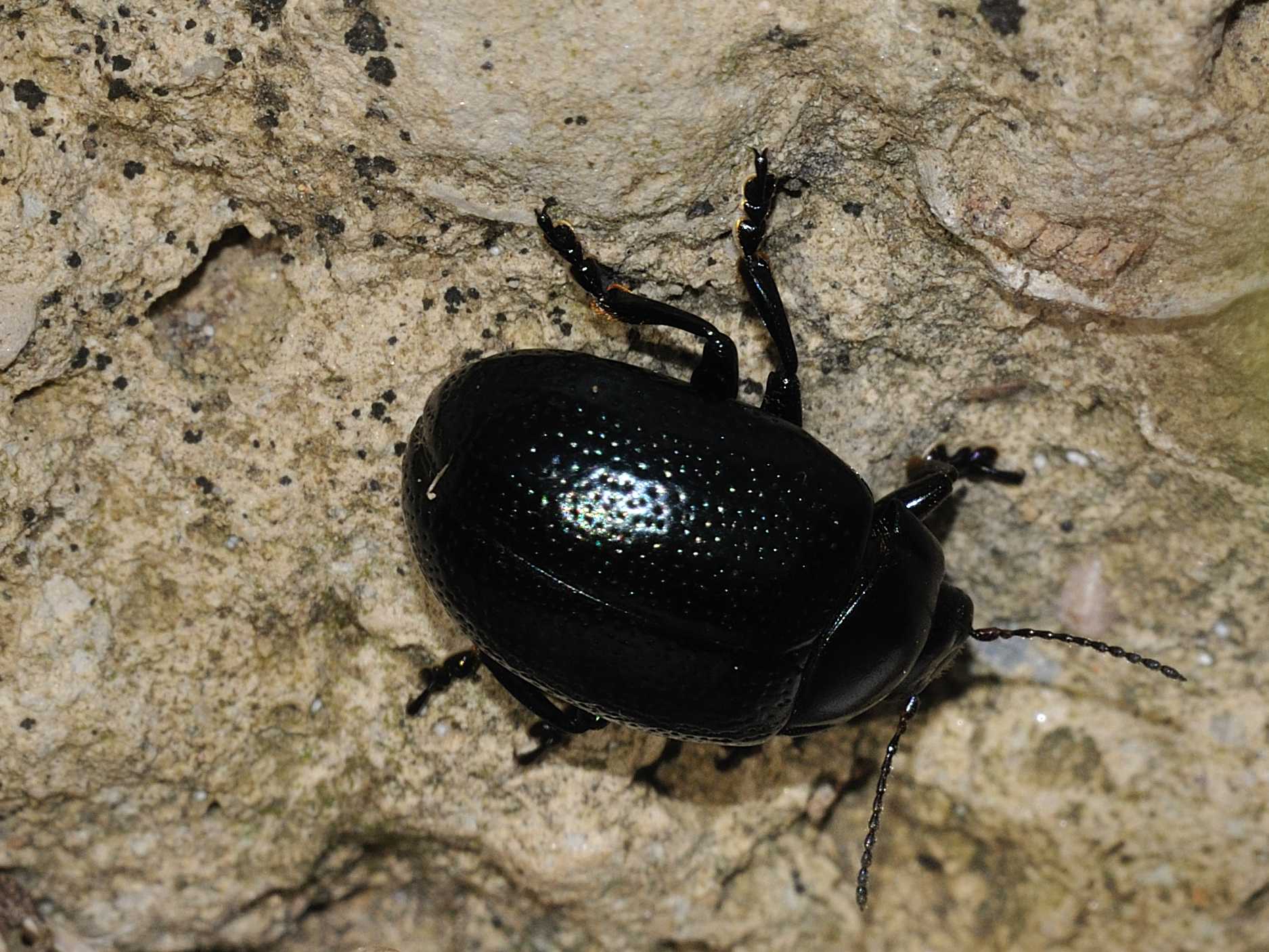 Chrysolina oricalcia ?